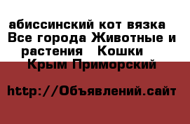 абиссинский кот вязка - Все города Животные и растения » Кошки   . Крым,Приморский